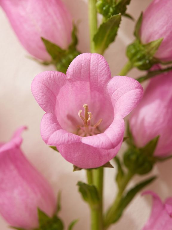 PINK CAMPANULA